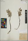 Foto von Salix lapponum L.